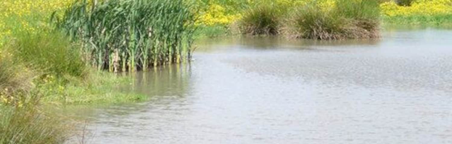 By High Royds View across a pond and grassy field blooming with buttercups with High Royds Hospital tower in the distance.