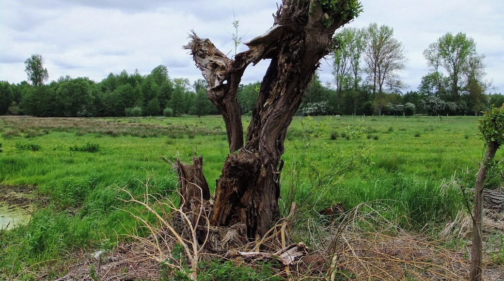 Kopfweide am Großen Torfmoor in der Nähe der Moorschäferei