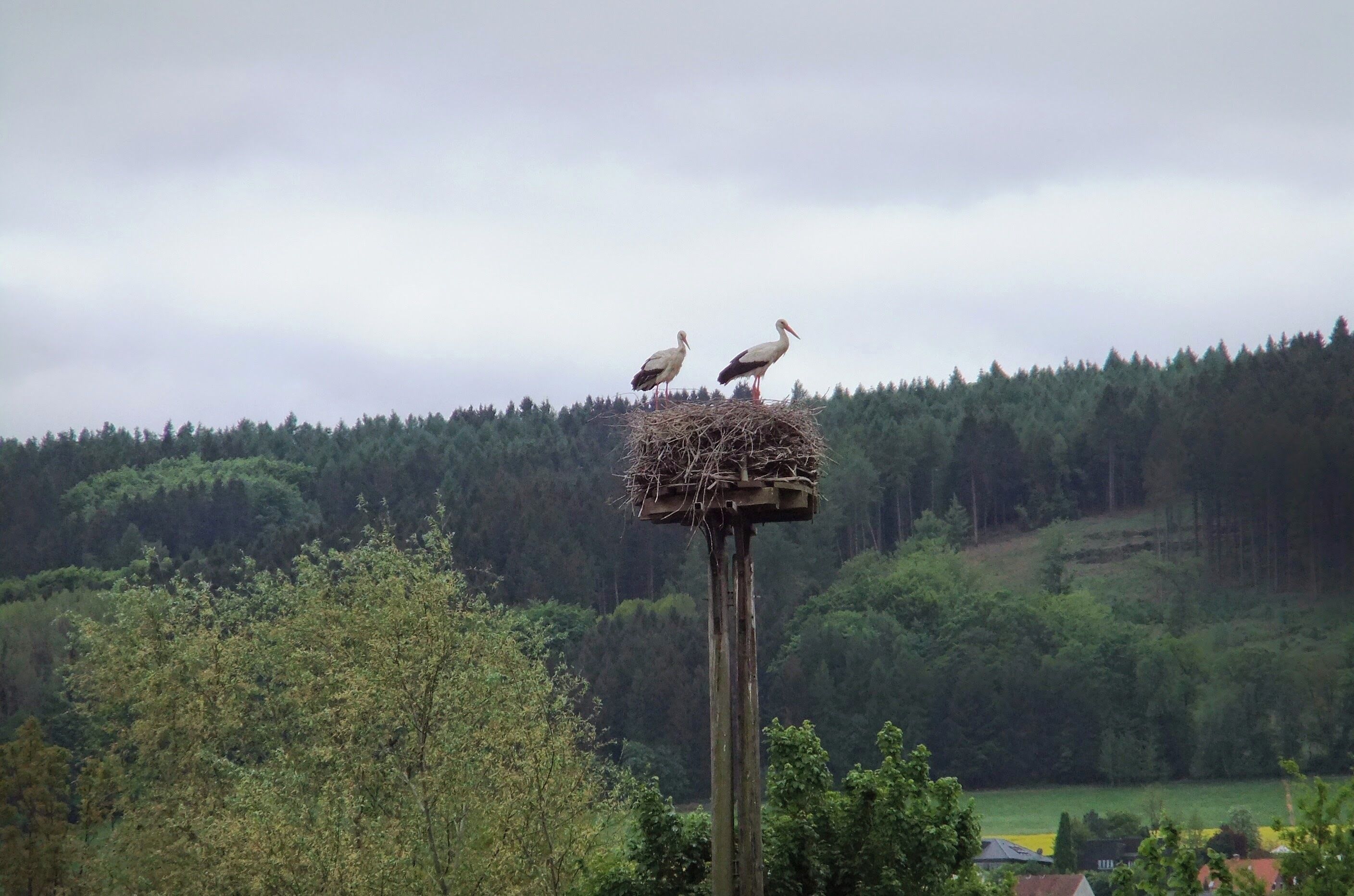 Storchenpaar bei der Moorschäferei im Süden am Großen Torfmoor