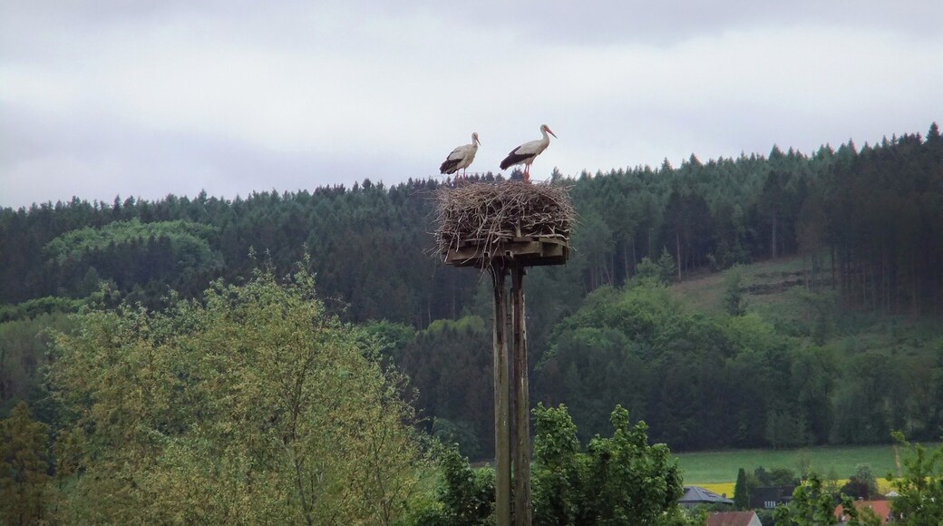 Storchenpaar bei der Moorschäferei im Süden am Großen Torfmoor
