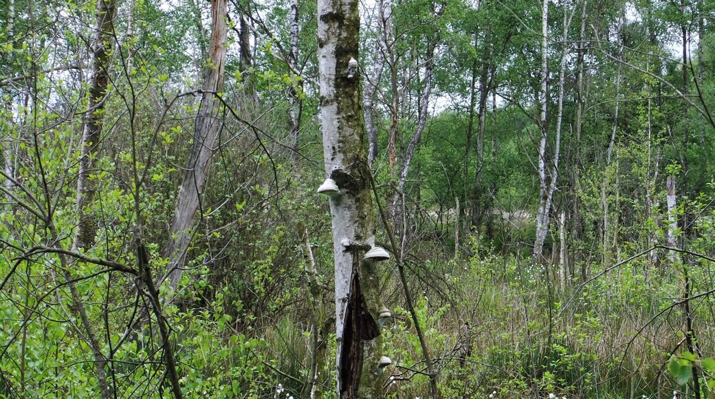 Birkenwald im nordwestlichen Bereich des Großen Torfmoores