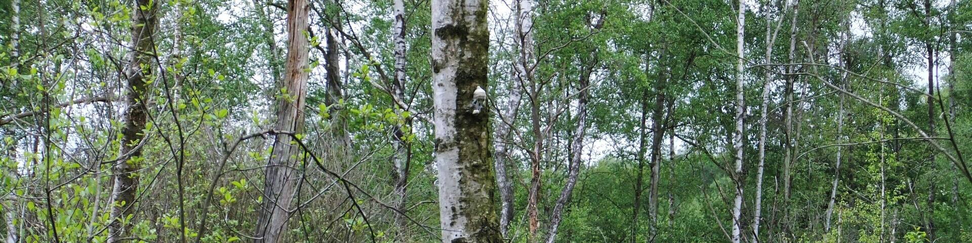 Birkenwald im nordwestlichen Bereich des Großen Torfmoores