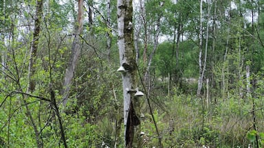 Birkenwald im nordwestlichen Bereich des Großen Torfmoores