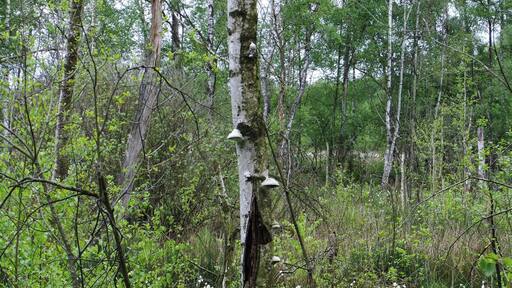 Birkenwald im nordwestlichen Bereich des GroĂen Torfmoores