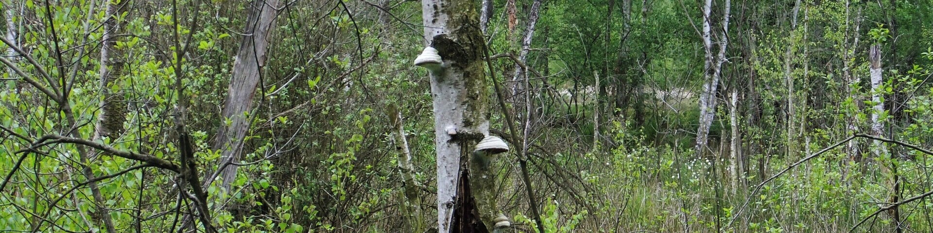 Birkenwald im nordwestlichen Bereich des Großen Torfmoores