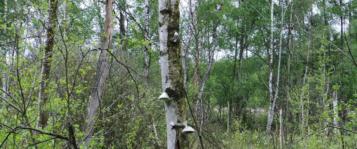 A forest with birch trees and white mushrooms growing on them.