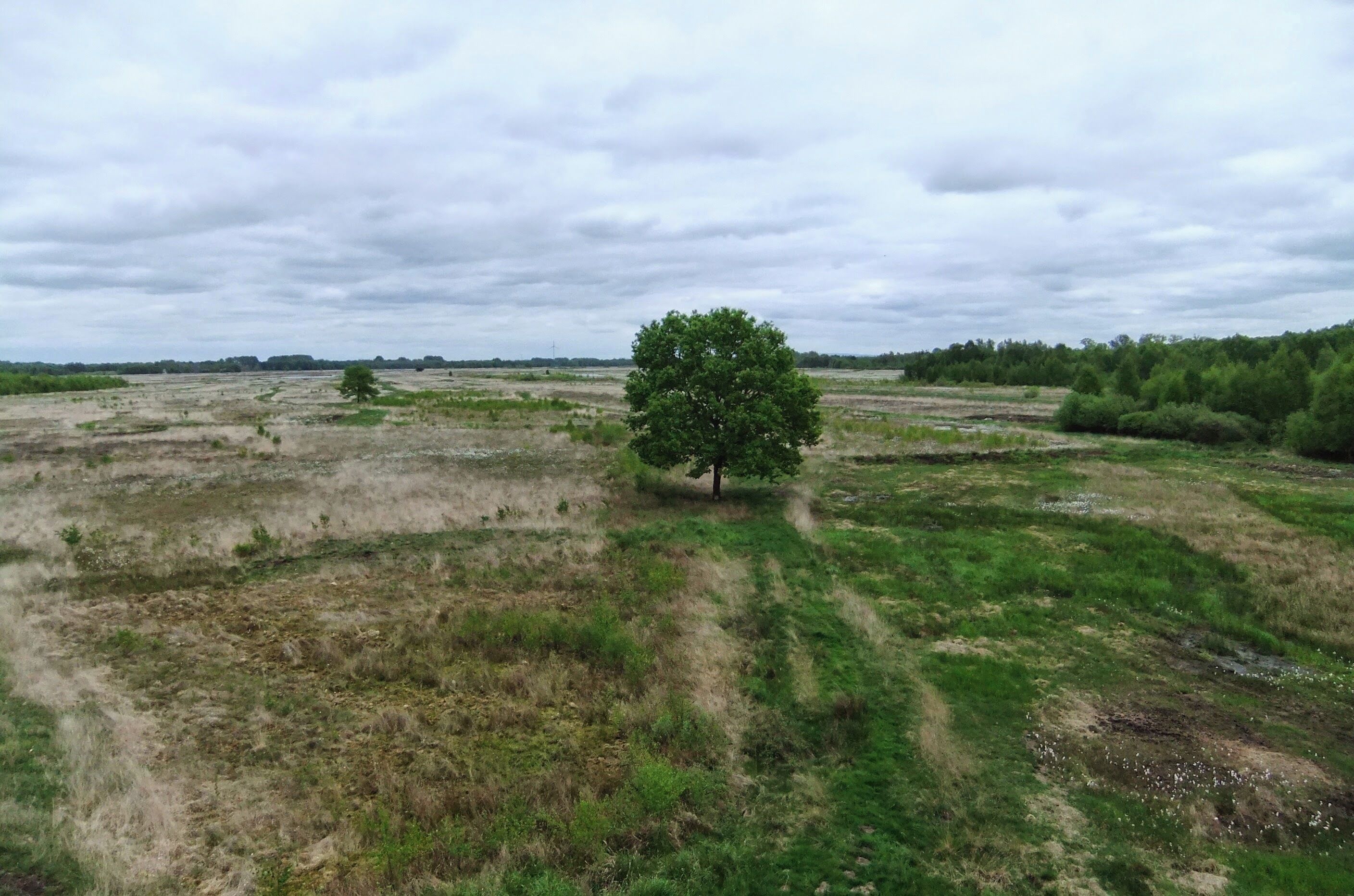 Blick vom östlichen Aussichtsturm am Großen Torfmoor in Richtung Westen auf das Moor
