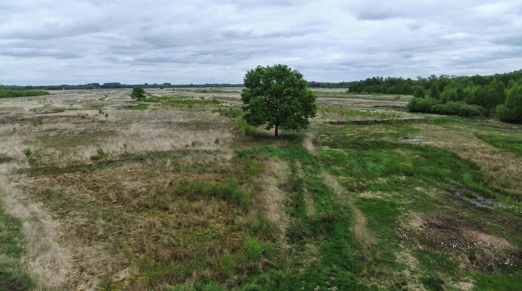 Blick vom östlichen Aussichtsturm am Großen Torfmoor in Richtung Westen auf das Moor
