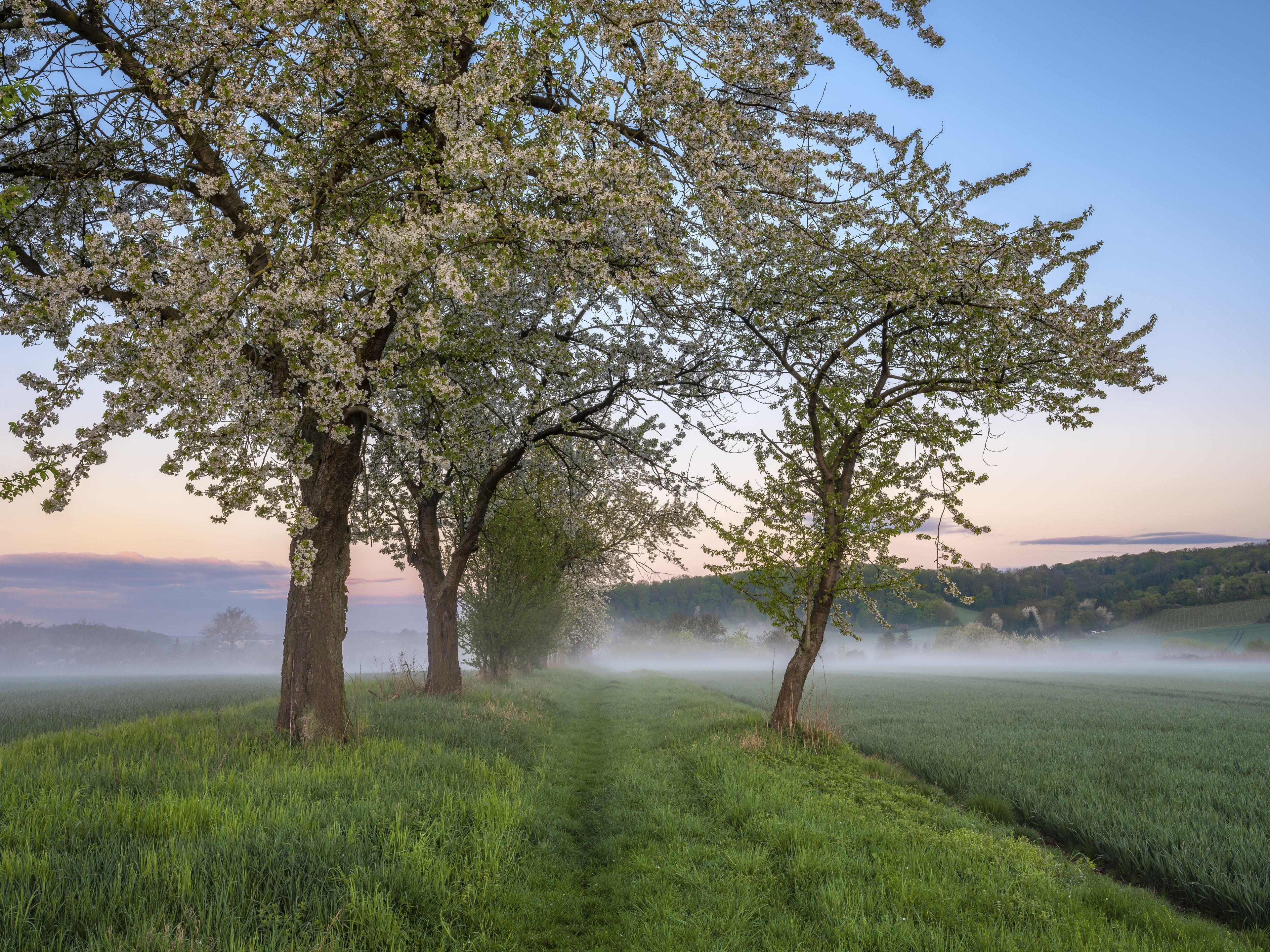 Eine neblige Landschaft mit Bäumen und einem Feld.