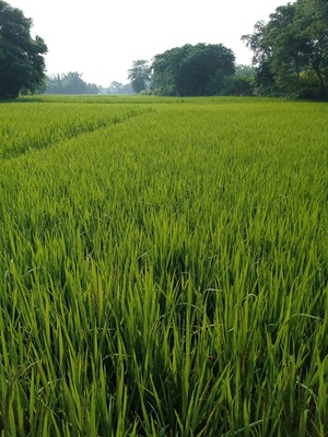 Chirugora Hara doho