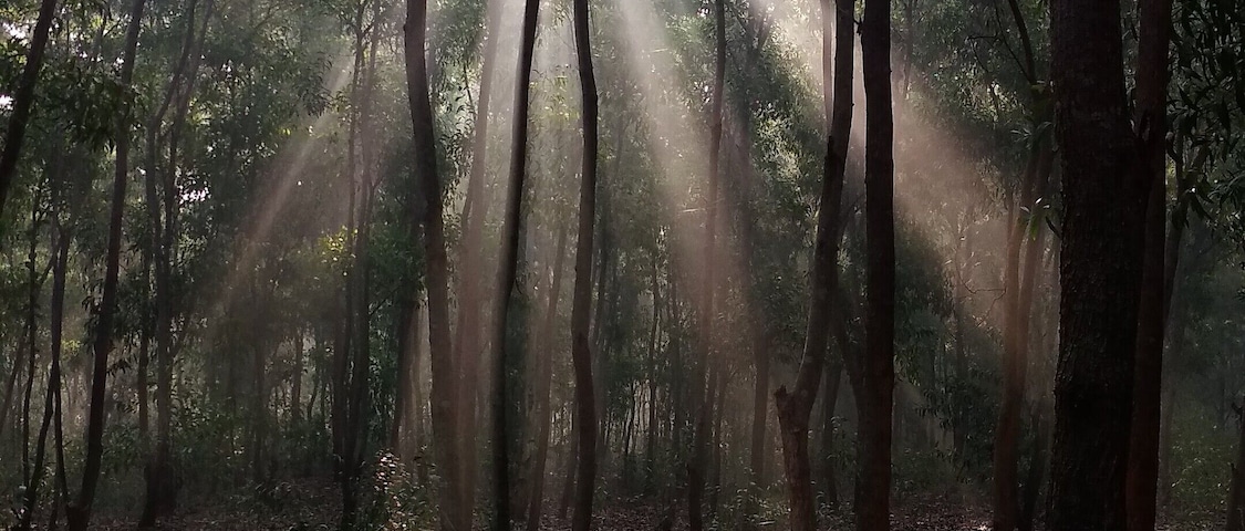 সকাল সকাল সূর্যের দেখা