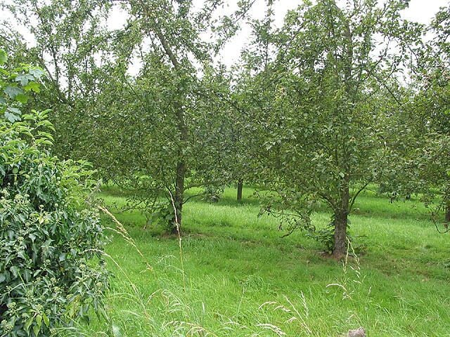 Orchard by the footpath
