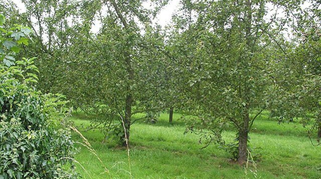 Orchard by the footpath