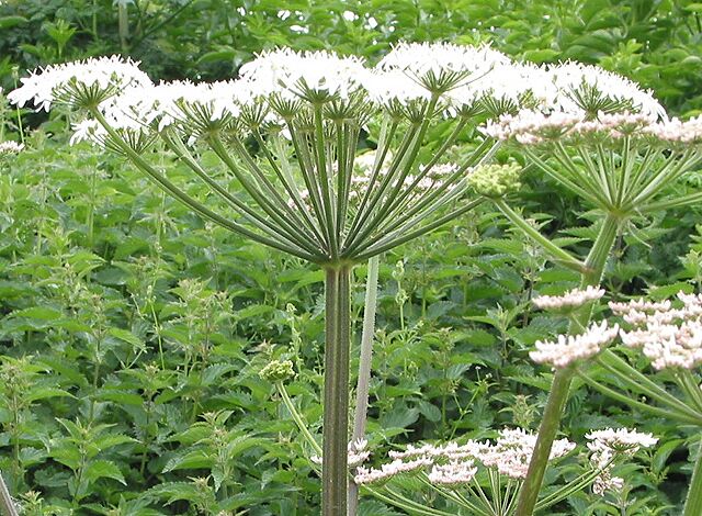 Angelica plant This huge specimen was over 6' tall