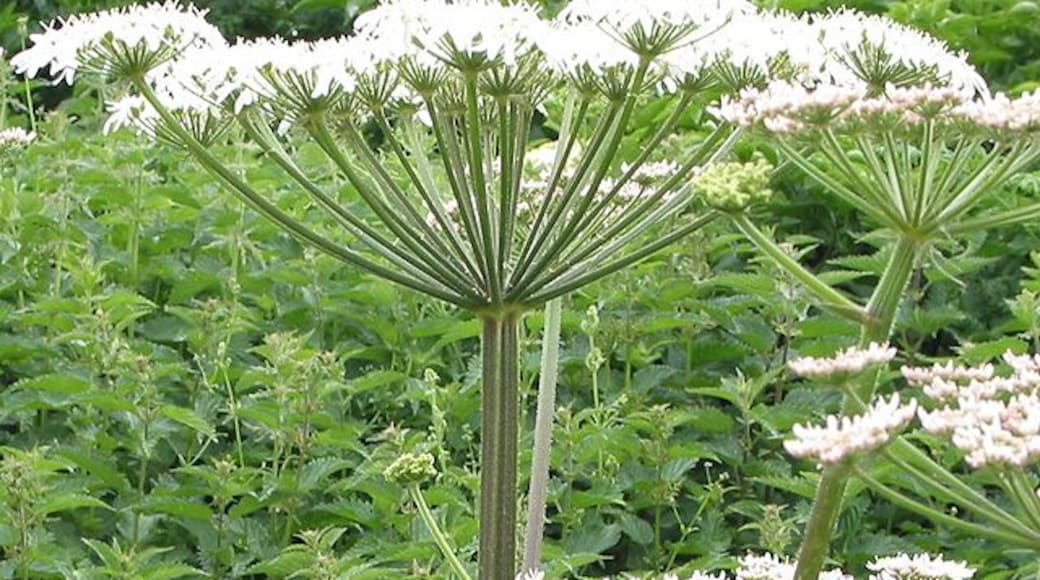 Angelica plant This huge specimen was over 6' tall