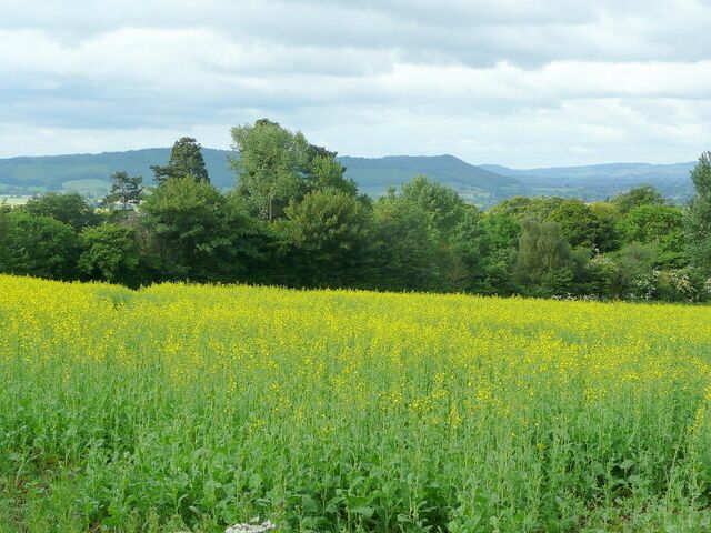 Late rape crop A late sowing of rape to the south-west of Mulhampton Lane near Upton Bishop. The distinctive profile of Chase Hill, south of Ross-on-Wye can be seen.