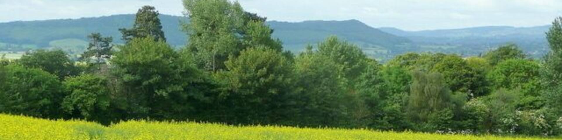 Late rape crop A late sowing of rape to the south-west of Mulhampton Lane near Upton Bishop. The distinctive profile of Chase Hill, south of Ross-on-Wye can be seen.