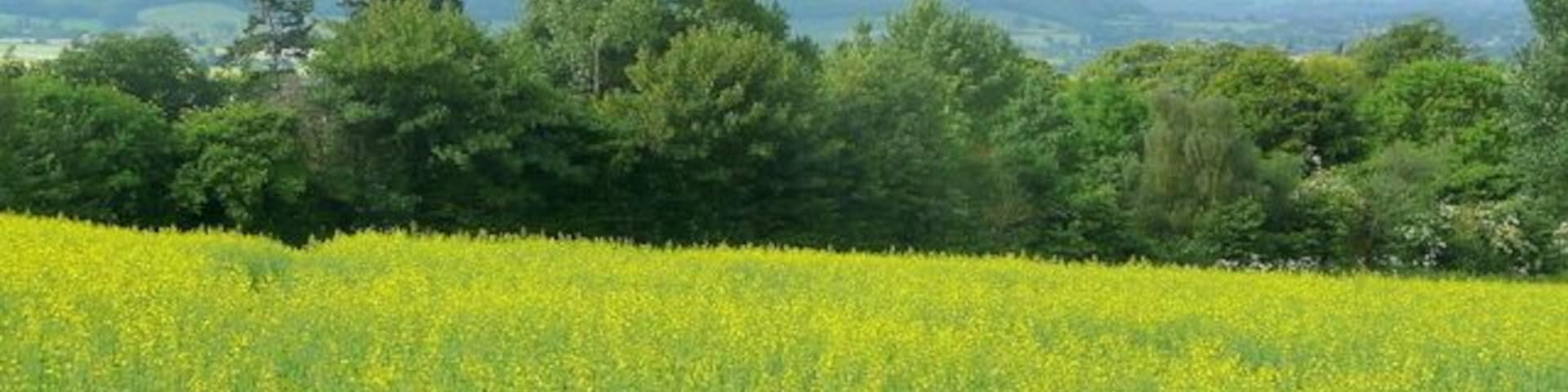 Late rape crop A late sowing of rape to the south-west of Mulhampton Lane near Upton Bishop. The distinctive profile of Chase Hill, south of Ross-on-Wye can be seen.
