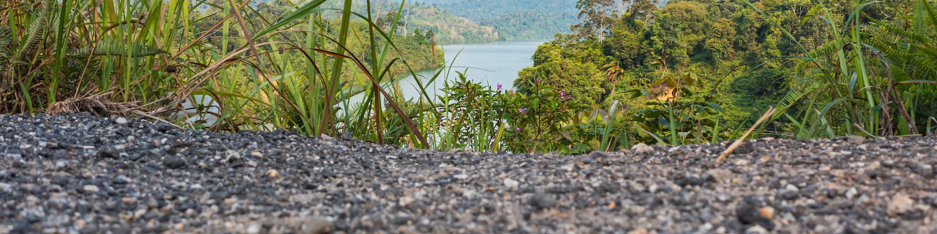 View of lush tropical rain forest trees close to the ground. Dense vegetation, habitat for wild animals and birds. Top view of Lake Semenyih, artificial lake, water reservoir for Kuala Lumpur.