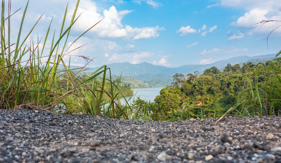 View of lush tropical rain forest trees close to the ground. Dense vegetation, habitat for wild animals and birds. Top view of Lake Semenyih, artificial lake, water reservoir for Kuala Lumpur.