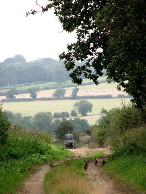 View E across farmland from a track near Breck Farm The birds foraging on the track are pheasants.