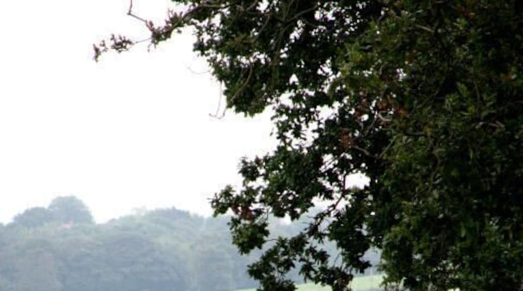 View E across farmland from a track near Breck Farm The birds foraging on the track are pheasants.