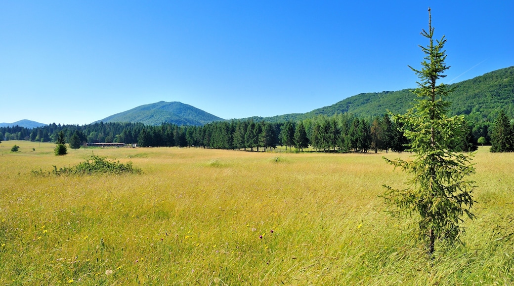 ์ํฐํผ์๋ ๋ ์๋ฅด์น๋์ด