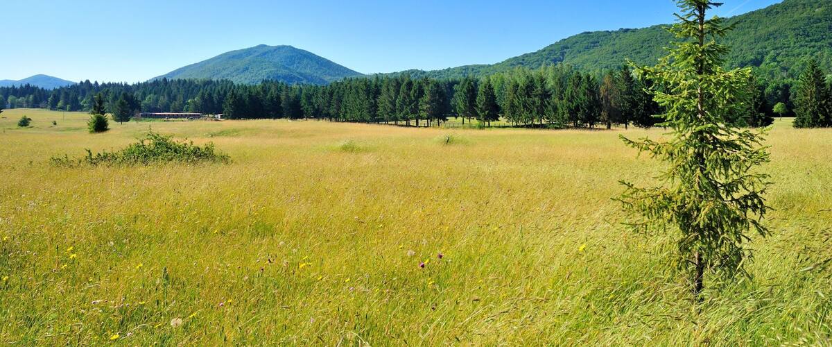 Prati e pineta presso gli Altipiani di Arcinazzo - Arcinazzo Romano - Roma - Lazio - Italia