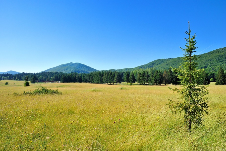 Prati e pineta presso gli Altipiani di Arcinazzo - Arcinazzo Romano - Roma - Lazio - Italia