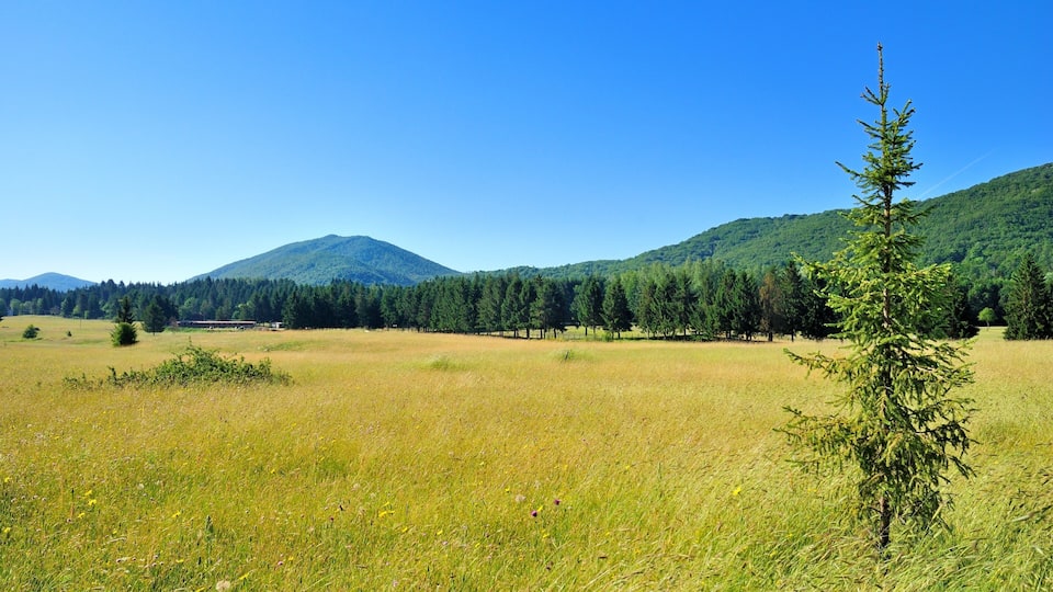 A grassy field with a single tree, a forested hill, and a mountain in the background.