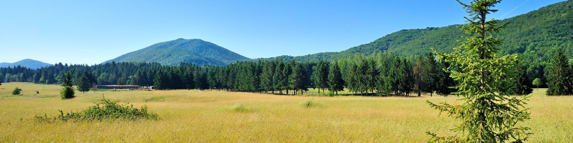 Un campo cubierto de césped con un árbol solitario, una colina boscosa y una montaña al fondo.