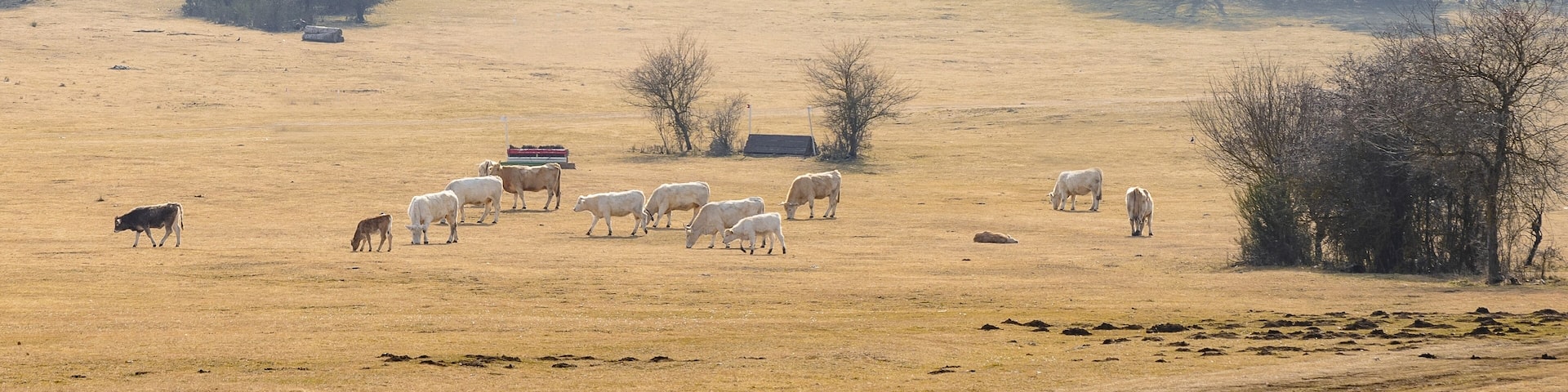 Pascolo di bovini presso gli Altipiani di Arcinazzo - Lazio - Italia