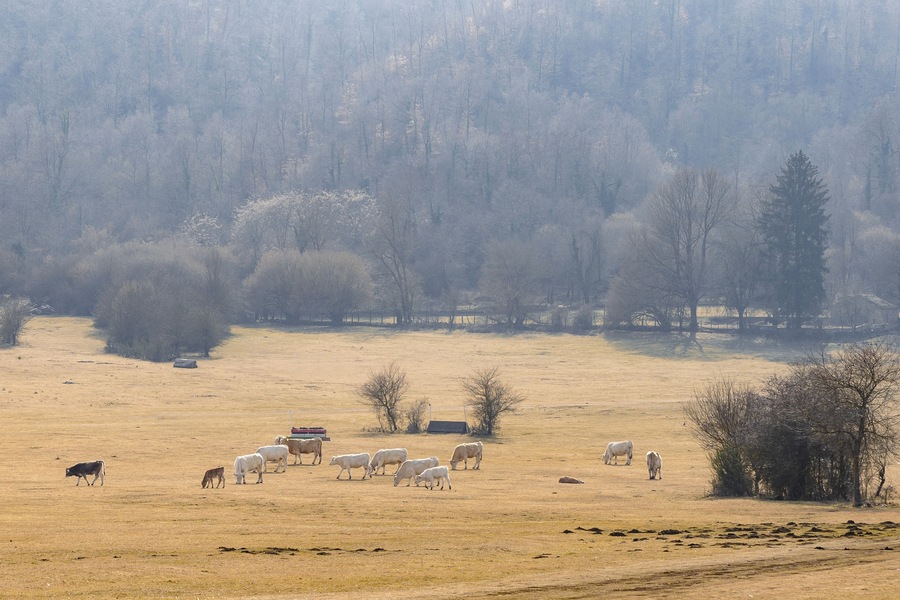 Pascolo di bovini presso gli Altipiani di Arcinazzo - Lazio - Italia