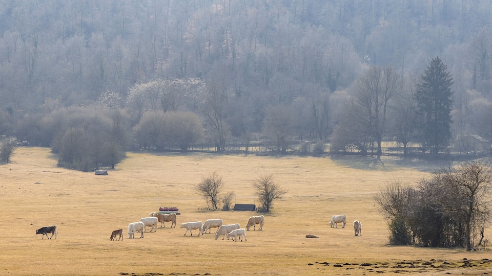 A herd of cattle grazing in a dry, open field with sparse trees and a distant forest.