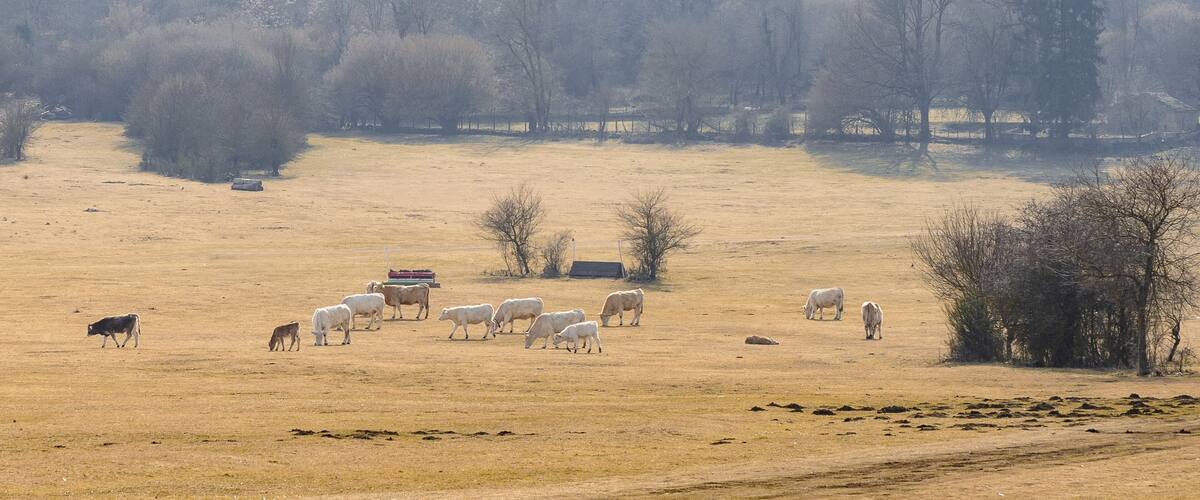 A herd of cattle grazing in a dry, open field with sparse trees and a distant forest.