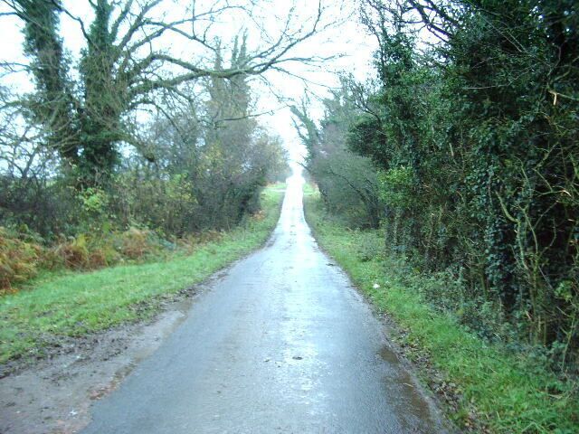 A narrow, wet road flanked by dense vegetation and trees.