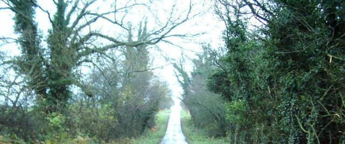 A narrow, wet road flanked by dense vegetation and trees.