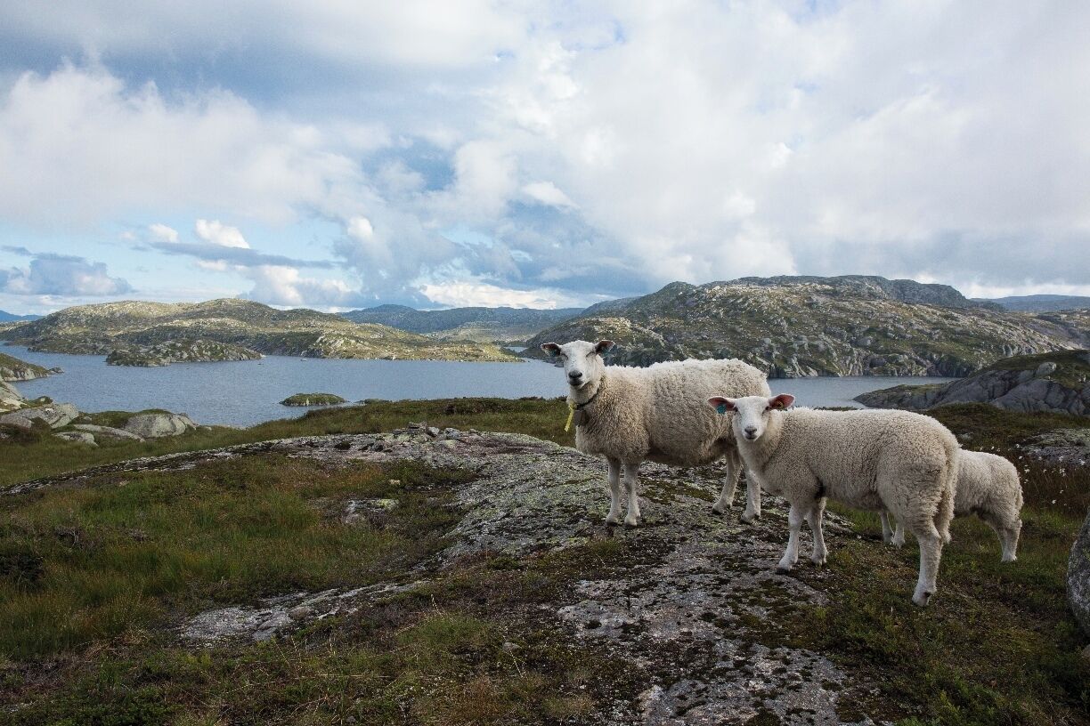 #TroveOn, This was one of our views on the drive from Kjeragbolten to Stavanger, Norway.  This is a beautiful area of Norway and very much worth exploration by car (or by bicycle for the very fit).  Goats, sheep, and cows roam free in certain areas of Norway.  These sheep seemed to know how to pose perfectly for my camera.