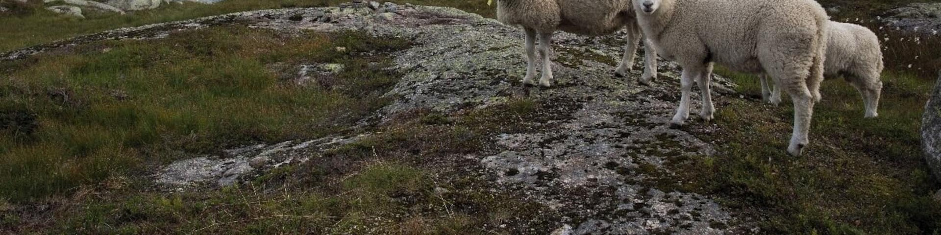 #TroveOn, This was one of our views on the drive from Kjeragbolten to Stavanger, Norway. This is a beautiful area of Norway and very much worth exploration by car (or by bicycle for the very fit). Goats, sheep, and cows roam free in certain areas of Norway. These sheep seemed to know how to pose perfectly for my camera.