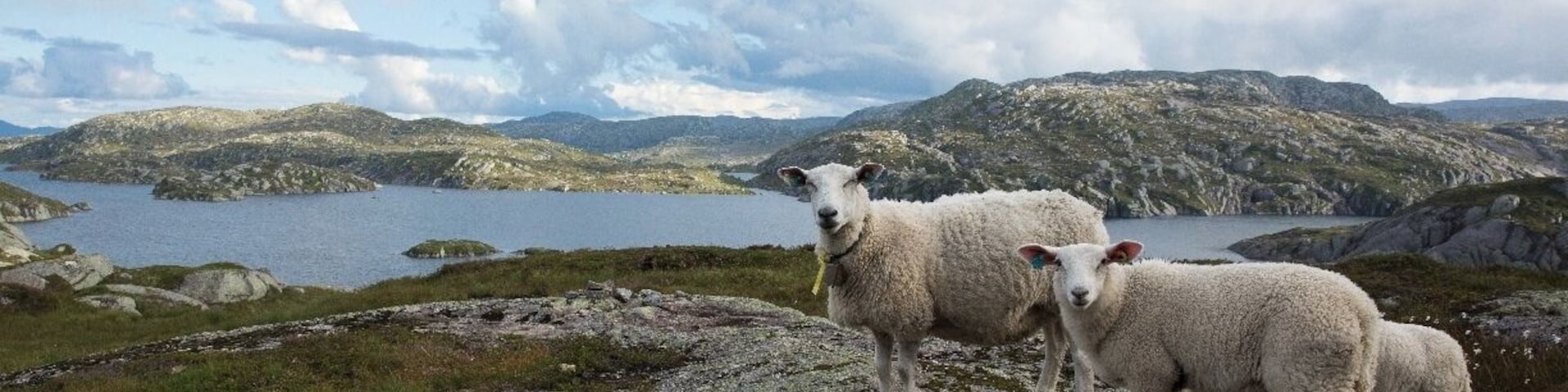 #TroveOn, This was one of our views on the drive from Kjeragbolten to Stavanger, Norway. This is a beautiful area of Norway and very much worth exploration by car (or by bicycle for the very fit). Goats, sheep, and cows roam free in certain areas of Norway. These sheep seemed to know how to pose perfectly for my camera.