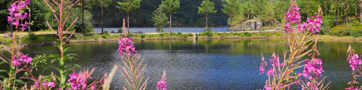 A lake surrounded by forested hills, with pink flowers in the foreground.