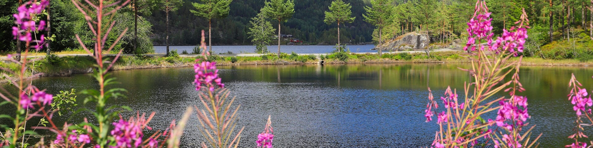 A lake surrounded by forested hills, with pink flowers in the foreground.