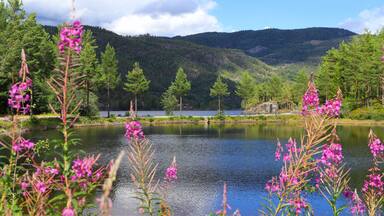 Un lago rodeado de colinas boscosas, con flores rosadas en primer plano.