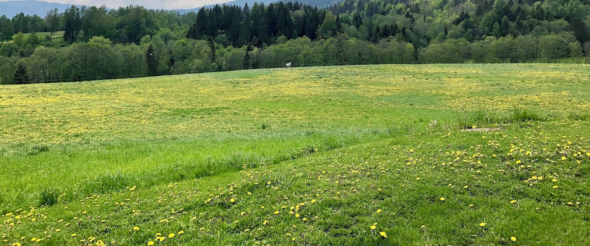 A meadow with yellow flowers and a forested hill in the background.