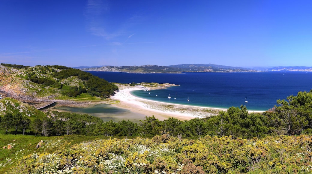 Ăles Cies