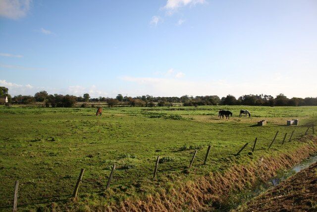 Historic landscape at Friskney Horses grazing in a field off Small End Road, large earthworks mark an earlier settlement