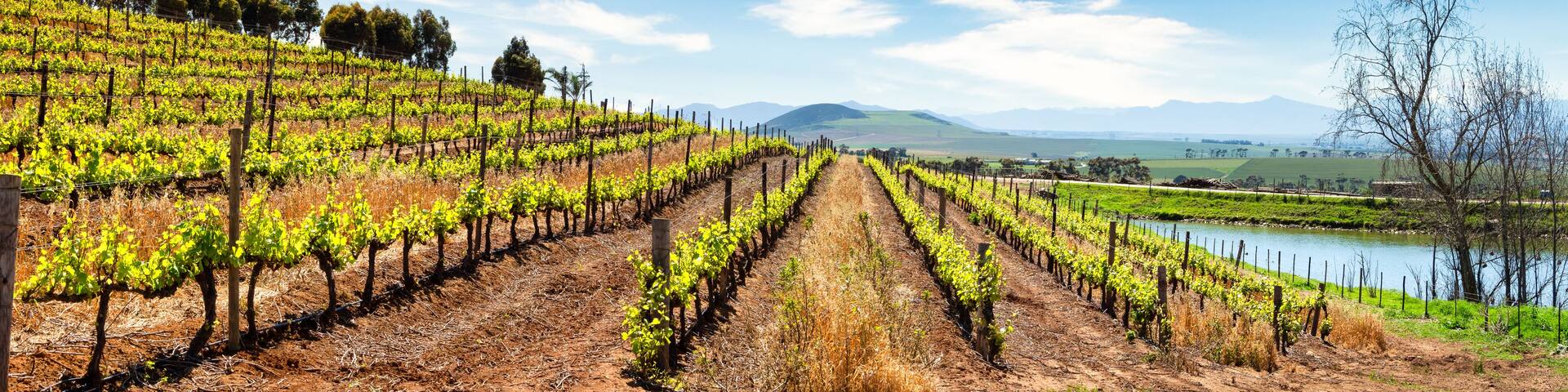 A vineyard with rows of grapevines, a body of water, and mountains in the background.