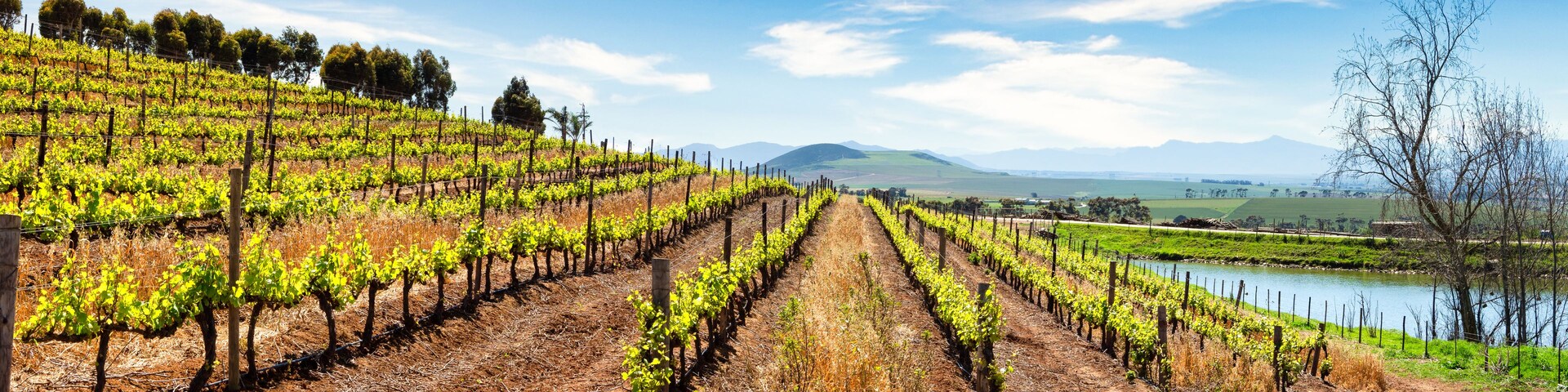 Ein Weinberg mit Reihen von Weinreben, ein Gewässer und Berge im Hintergrund.