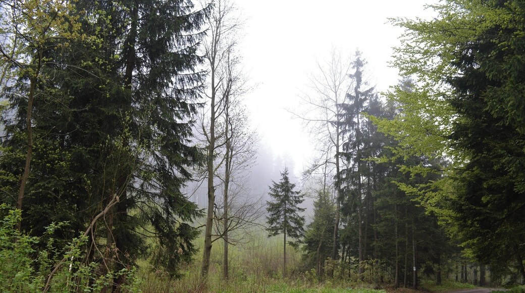 This photo was taken while visiting some of Silesia's underground tunnels from WWII. The fog was just low enough to create an interesting composition without taking away too many details. #BvSApplication