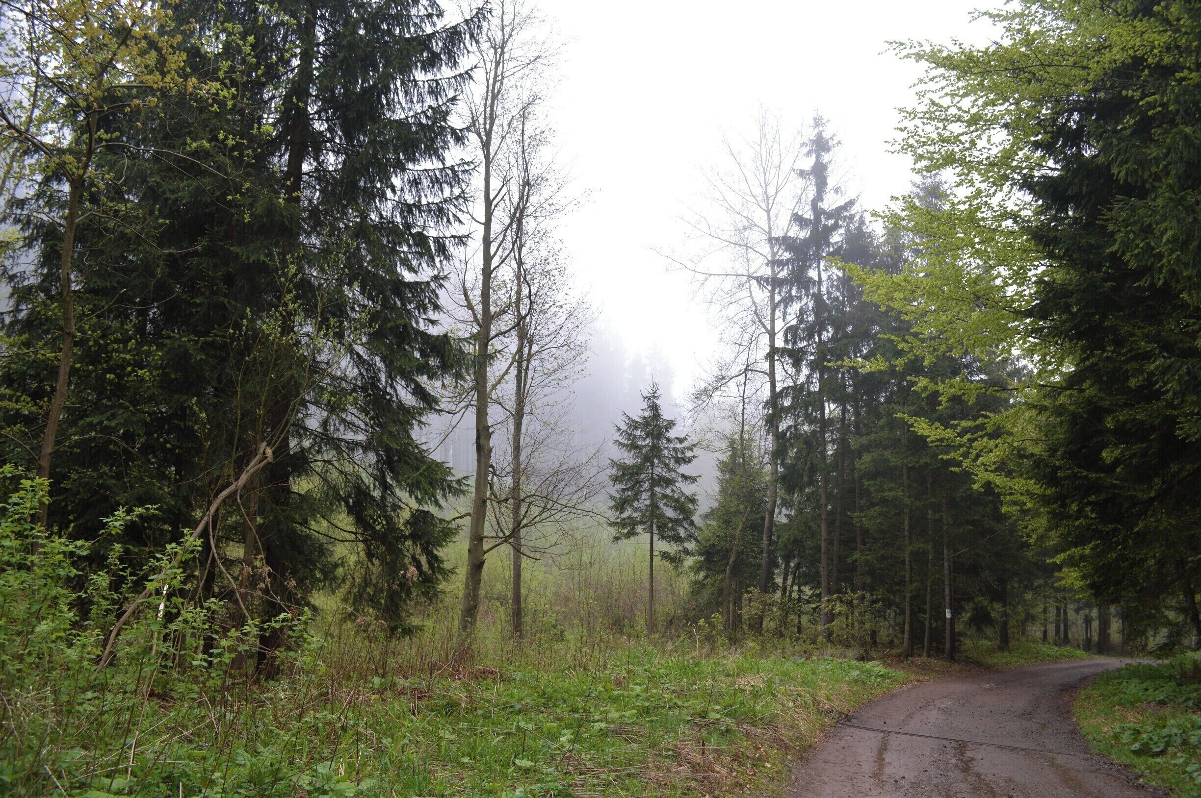 A forested road curving through a misty landscape with dense trees and a foggy atmosphere.